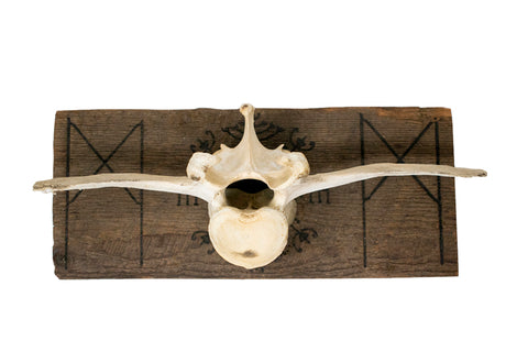 Image of Mannaz & Veldismagn cow vertebra wall hanger