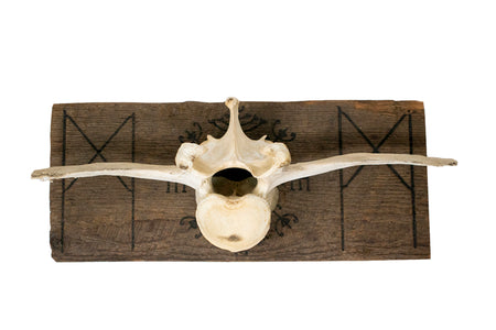 Mannaz & Veldismagn cow vertebra wall hanger