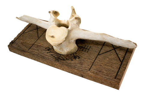 Image of Mannaz & Veldismagn cow vertebra wall hanger