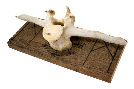 Mannaz & Veldismagn cow vertebra wall hanger