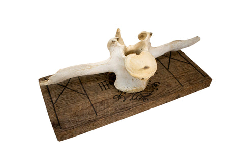 Image of Mannaz & Veldismagn cow vertebra wall hanger