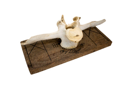 Mannaz & Veldismagn cow vertebra wall hanger