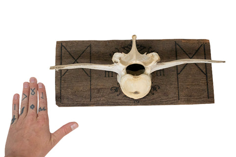 Image of Mannaz & Veldismagn cow vertebra wall hanger