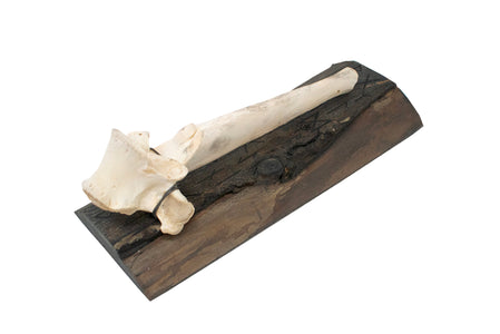 Runic & elk vertebra wall hanger