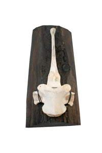 Runic & elk vertebra wall hanger