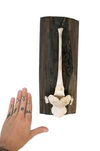 Runic & elk vertebra wall hanger