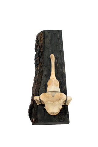 Image of Algiz & elk vertebra wall hanger