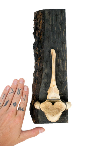 Image of Algiz & elk vertebra wall hanger