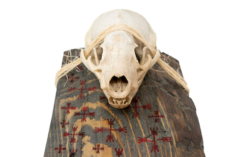 Image of Badger skull & ward off negative forces sigil altar