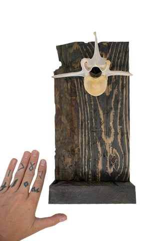 Image of prosperity (fehu rune) & elk vertebra altar