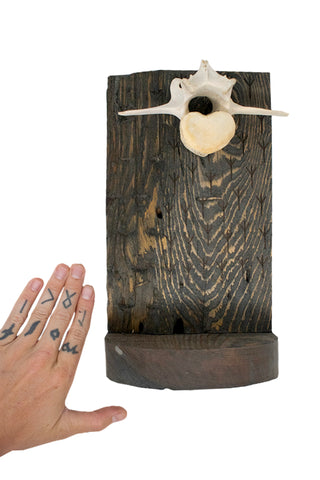 Image of protection (algiz rune) & elk vertebra altar