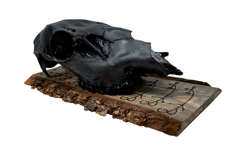 Image of To cause fear in enemies (Skelkunarstafur) blackened elk skull wall hanger