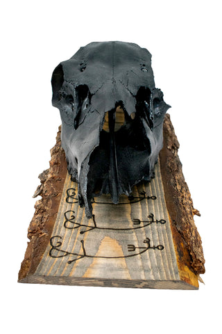 Image of To cause fear in enemies (Skelkunarstafur) blackened elk skull wall hanger