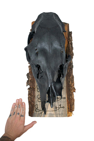 Image of To cause fear in enemies (Skelkunarstafur) blackened elk skull wall hanger