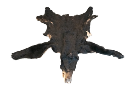 Image of black bear hide