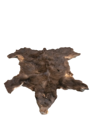 Image of color phase (cinnamon) black bear hide