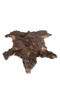 color phase (cinnamon) black bear hide