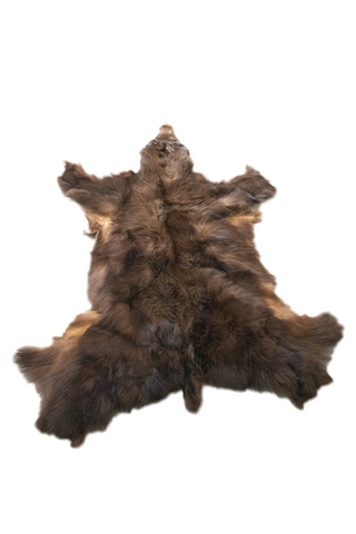 Image of color phase (cinnamon) black bear hide