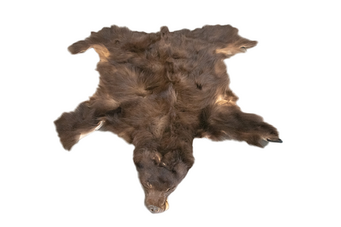 Image of color phase (cinnamon) black bear hide