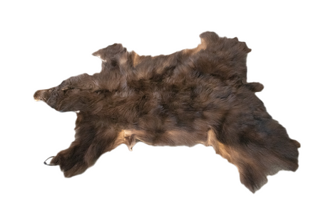 color phase (cinnamon) black bear hide