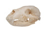 black bear skull #1