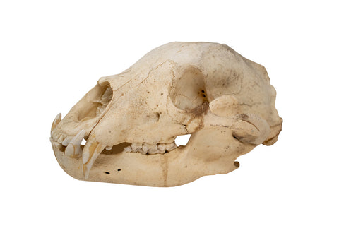 Image of black bear skull #3 XXXXXL