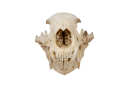 black bear skull #3 XXXXXL