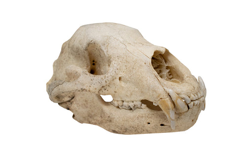 Image of black bear skull #3 XXXXXL