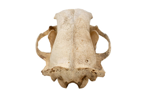 Image of black bear skull #3 XXXXXL