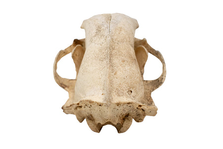 black bear skull #3 XXXXXL