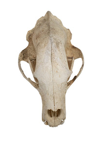 black bear skull #3 XXXXXL