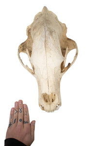 black bear skull #3 XXXXXL