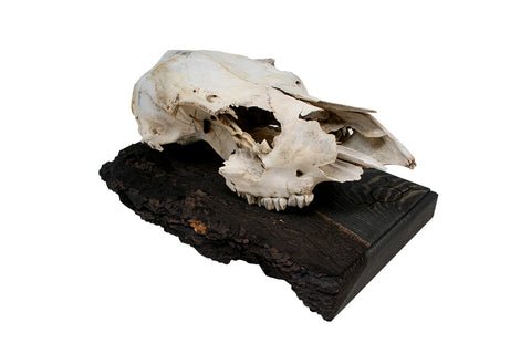 Image of Stave to prevent fox bite deer skull hanger