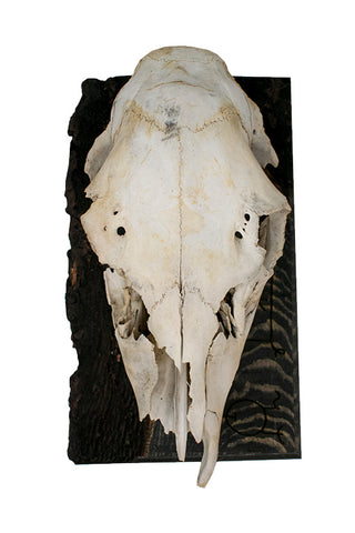 Image of Stave to prevent fox bite deer skull hanger