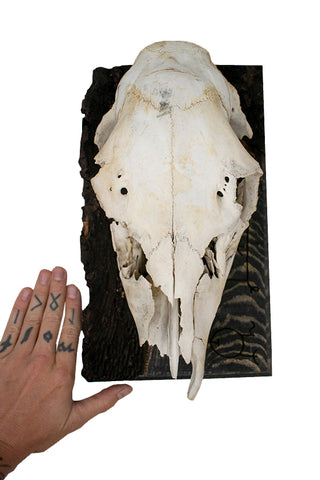 Image of Stave to prevent fox bite deer skull hanger