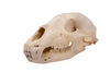 black bear skull