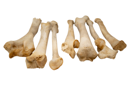 black bear leg bones