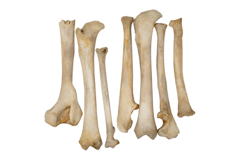 Image of black bear leg bones