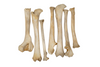 black bear leg bones