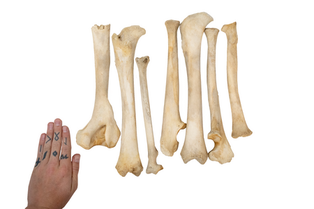 black bear leg bones