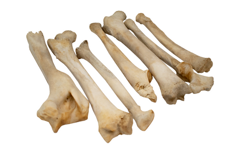 black bear leg bones