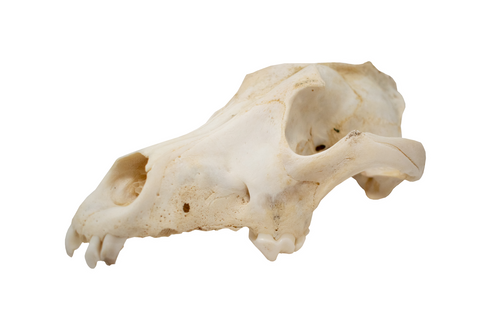 Image of gray wolf skull #1