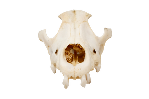 Image of gray wolf skull #1