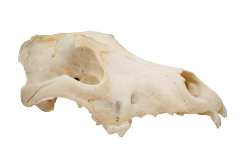 Image of gray wolf skull #1