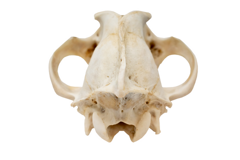 Image of gray wolf skull #1