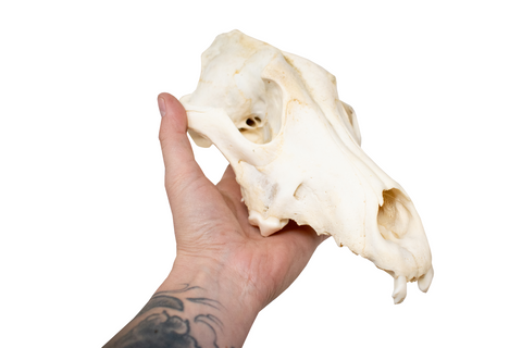 Image of gray wolf skull #1