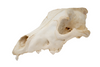 gray wolf skull #2