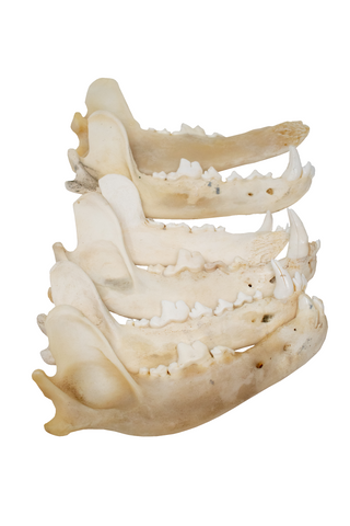 Image of gray wolf jawbone