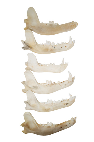 Image of gray wolf jawbone