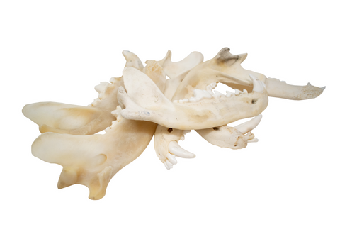 Image of gray wolf jawbone